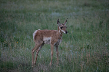 Baby pronghorn © Michael