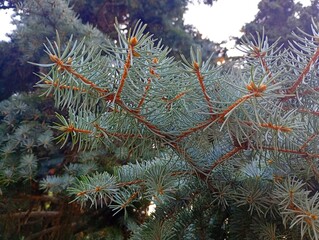 Close-up of vibrant blue spruce (Picea pungens) branches with silvery-green needles and small orange buds, creating a beautiful natural background of fresh evergreen foliage in a park or forest. © Oksana