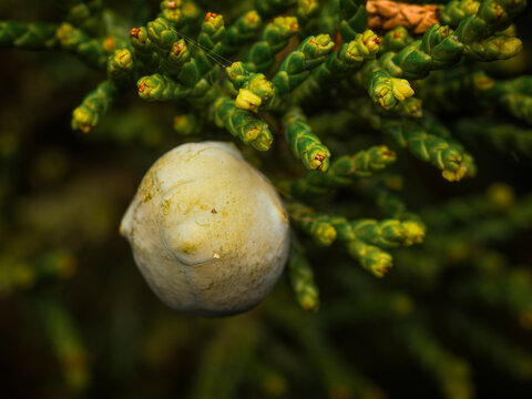 Close up view of a round immature green juniper berry hanging on a branch surrounded by vibrant evergreen foliage