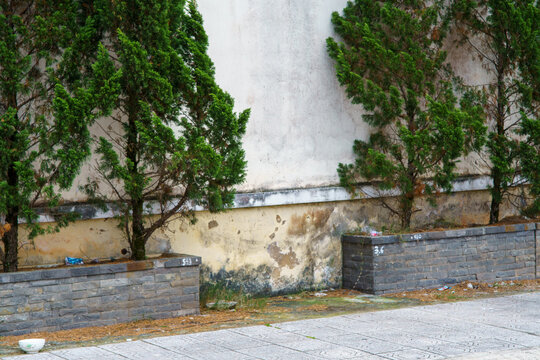 Tall green trees beside weathered brick wall