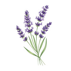 Fototapeta premium Watercolor Lavender Bouquet Isolated on Black Background