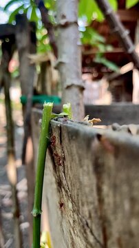 Close-up of a young green plant stem leaning against a weathered wooden garden fence