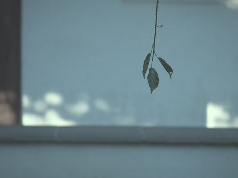The dusk of Chinese historic garden: Gu Yi Garden, Shanghai