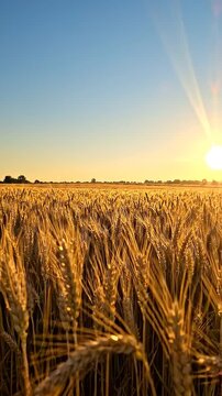 Golden wheat field sunset rural landscape calm sky warm light agriculture harvest nature serene horizon crop stalk summer tranquil scenery peaceful background