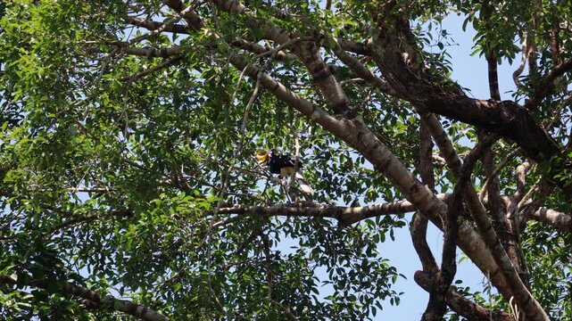 Buceros rhinoceros) is a large, striking bird of the rainforest canopy in Southeast Asia, known locally in Indonesian as rangkong or enggang, and famously revered as a sacred cultural symbol by the Da