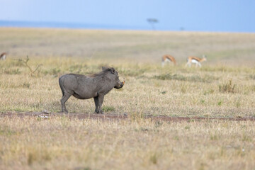 Common warthog standing on the open grassland with grazing gazelles. Masai Mara National Reserve Kenya. © TheStorygrapher