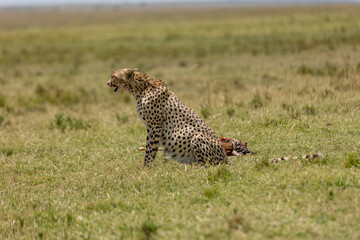 Cheetah sitting over its fresh kill in the grass. Masai Mara National Reserve Kenya. © TheStorygrapher
