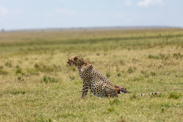 Cheetah sitting beside its kill in the tall grass of the open savanna. Masai Mara National Reserve Kenya. © TheStorygrapher