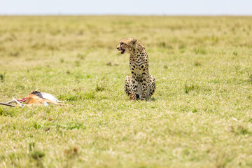 Cheetah resting beside a Thomson's gazelle kill on savanna in Kenya. Masai Mara National Reserve Kenya. © TheStorygrapher