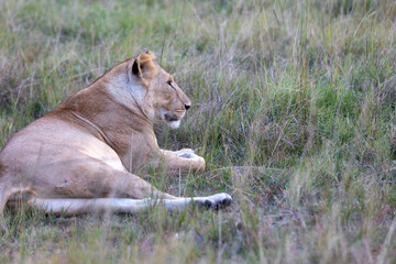 Lioness resting in tall grass at dusk. Masai Mara National Reserve Kenya. © TheStorygrapher