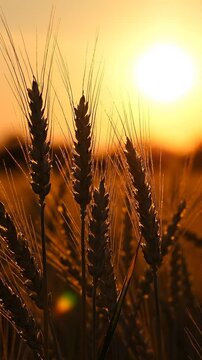 Golden wheat field sunset silhouette nature background serene countryside rural landscape summer evening sunlight sky glow tranquil harvest season agricultural farm scenic summer countryside golden