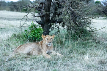 A young lion lying in grassland beneath a tree and facing the camera. Masai Mara National Reserve Kenya. © TheStorygrapher