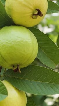Fresh organic guava fruits growing on a lush green tree branch