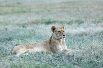 A lioness resting alert in dewy grass at dawn. Masai Mara National Reserve Kenya. © TheStorygrapher