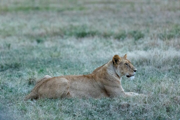 A lioness resting in dewy grass at dawn gazing across plains Kenya. Masai Mara National Reserve Kenya. © TheStorygrapher