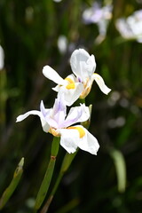 Fototapeta premium white orchid flower