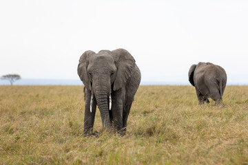 An adult African bush elephant and a calf walking on the open savanna. Masai Mara National Reserve Kenya. © TheStorygrapher