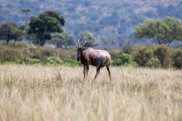 A topi antelope walking through tall grass with woodland behind. Masai Mara National Reserve Kenya. © TheStorygrapher