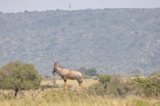 A topi antelope standing on a mound surveying the savanna with hills. Masai Mara National Reserve Kenya.