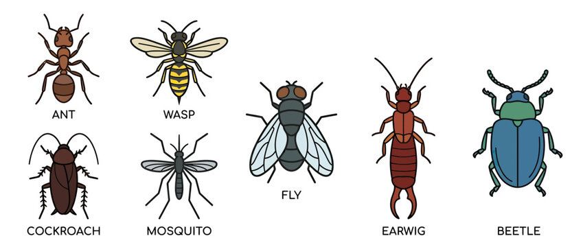 Collection of insect illustrations on transparent background