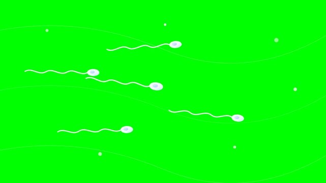 Microscopic view of sperm cells swimming on a green screen background.