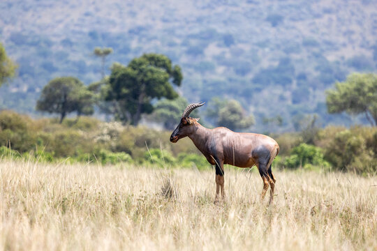 A topi antelope standing in golden grass with woodland behind. Masai Mara National Reserve Kenya.