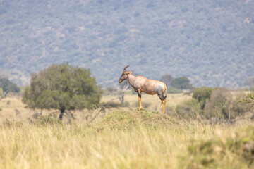 A topi antelope standing on a termite mound surveying the savanna. Masai Mara National Reserve Kenya. © TheStorygrapher