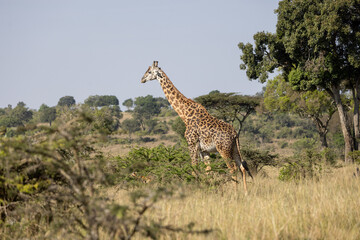 Masai giraffe walking beside trees on the grassland. Masai Mara National Reserve Kenya. © TheStorygrapher