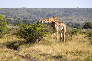 Masai giraffe browsing on an acacia bush in the grassland in Kenya. Masai Mara National Reserve Kenya. © TheStorygrapher