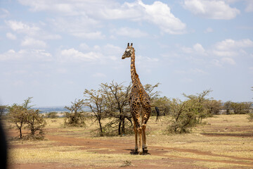 Masai giraffe standing among thorn bushes on the dry savanna. Masai Mara National Reserve Kenya. © TheStorygrapher