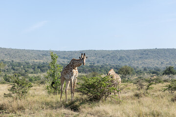 Two Masai giraffes among low bushes on the grassland. Masai Mara National Reserve Kenya. © TheStorygrapher