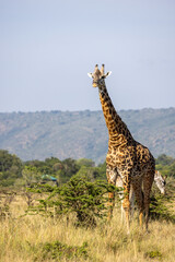 Tall Masai giraffe standing above scrub with rolling hills behind. Masai Mara National Reserve Kenya. © TheStorygrapher
