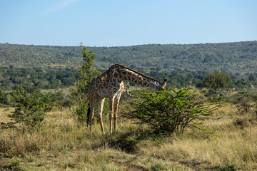 Masai giraffe bending down to browse on a bush in the open grassland. Masai Mara National Reserve Kenya. © TheStorygrapher