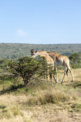 Masai giraffe reaching over an acacia bush to feed under a clear sky. Masai Mara National Reserve Kenya. © TheStorygrapher