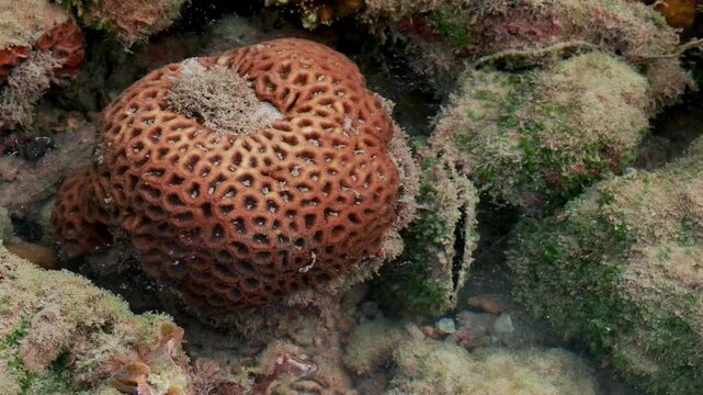 Orange Honeycomb Colony on Rocky Seabed in a Shallow Intertidal Pool
