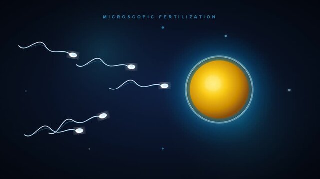 Microscopic Fertilization - Sperm Cells Approaching a Human Egg.