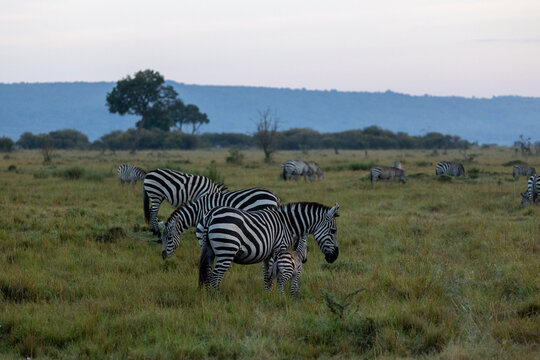 Plains zebras grazing on rolling grassland at dawn. Masai Mara National Reserve Kenya.