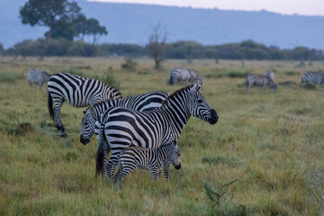 A herd of plains zebras grazing across grassland. Masai Mara National Reserve Kenya. © TheStorygrapher