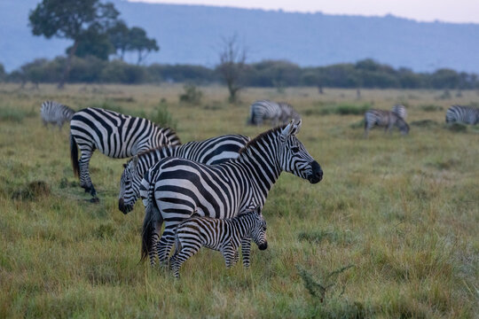 A herd of plains zebras grazing across grassland. Masai Mara National Reserve Kenya.