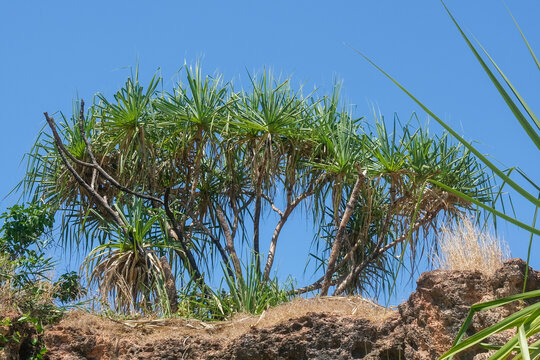 Pandanus trees in the Northern Territory of Australia