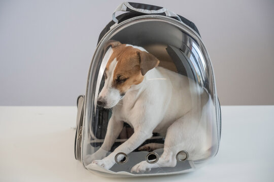 Jack Russell Terrier dog in a plastic backpack. 