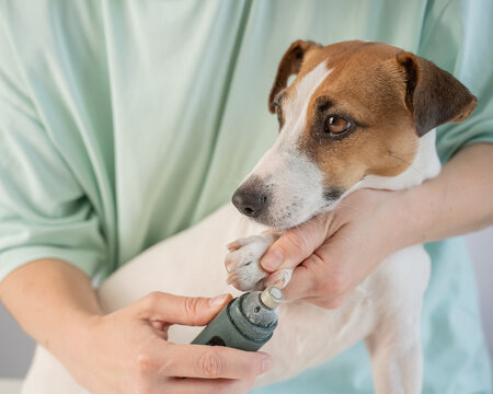 A Jack Russell Terrier getting his nails filed with a grinder at a grooming salon.