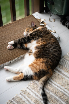 Relaxed fat Calico cat sleeping cardboard scratching post on the floor at home, lazy kitty having sweet dream during day, cat sleeps on side showing open furry belly. Pet life. 