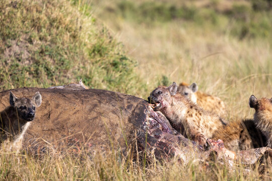 A clan of spotted hyenas tearing at a carcass. Masai Mara National Reserve Kenya.