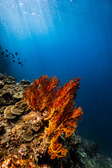 Large orange sea fan coral growing on a reef in blue ocean. © PIPE DIVE UNDERWATER