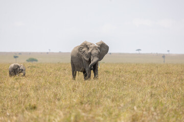 An adult African bush elephant with a young calf grazing. Masai Mara National Reserve Kenya. © TheStorygrapher