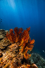 Large orange sea fan coral growing on a reef in blue ocean. © PIPE DIVE UNDERWATER