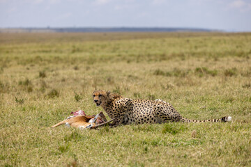 Cheetah lying in open grassland with a freshly caught gazelle. Masai Mara National Reserve Kenya. © TheStorygrapher