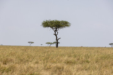 A solitary acacia tree standing on the wide open grassland plains. Masai Mara National Reserve Kenya. © TheStorygrapher