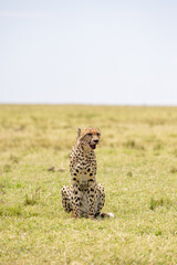 Cheetah sitting upright on the grassland under a pale sky. Masai Mara National Reserve Kenya. © TheStorygrapher